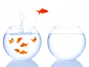 Eco innovation poisson