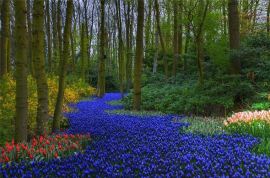 Keukenhof gardens – Netherlands