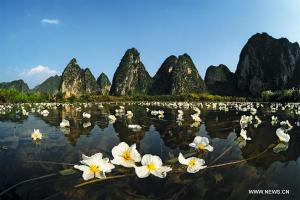 Chine biodiversité