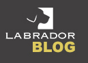 Labrador blog