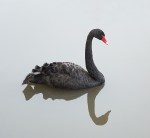 CYGNE-NOIR